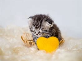 Image result for Newborn Kittens