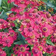 Image result for Helenium Red Jewel
