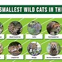 Image result for Smallest Cat in the World