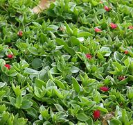 Image result for Red Apple Succulent Ground Cover