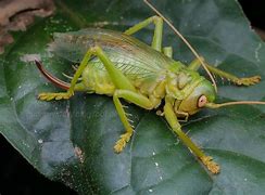 Image result for Leaf Cricket Cute