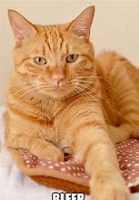 Image result for My Breed of Cat Is Orange Meme