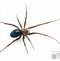 Image result for Hobo Spider in Oregon