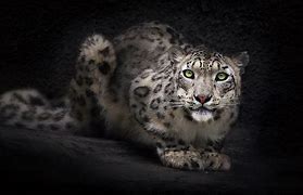 Image result for Mac OS X Leopard Wallpaper