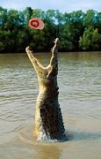 Image result for Saltwater Crocodile Jumping