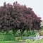 Image result for Flowering Plum Tree