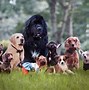 Image result for How Many Dog Breeds Are There