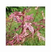 Image result for Acer palmatum Marlo