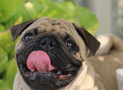 Image result for Happy Pug