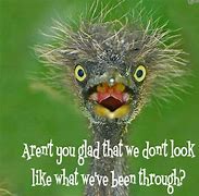 Image result for Funny Bird Sayings