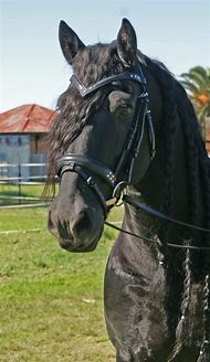Image result for Black Horse Bridle