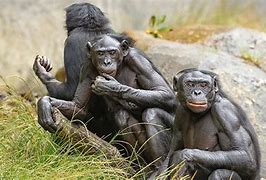 Image result for Bonobo Ancestors