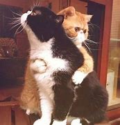 Image result for Jumping Cat Hug Meme