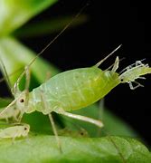 Image result for "pea-aphid"