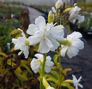 Image result for Saponaria officinalis Alba Plena