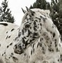 Image result for Leopard Appaloosa Horse