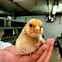Image result for Chicken Meat Farm
