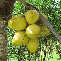 Image result for Coconut Lethal Yellowing Phytoplasma