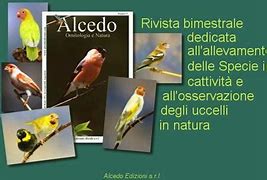 Image result for acedola