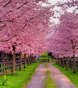 Image result for Spring Screensavers