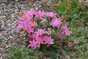 Image result for Lewisia Little Plum