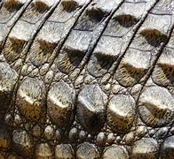 Image result for Crocodile vs Alligator Leather