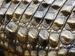Image result for Alligator Skin Color