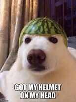 Image result for Dog Helmet Meme