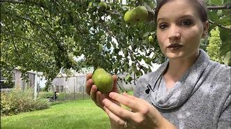 Image result for Poperin Pear