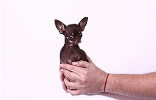 Image result for Guinness Book of World Records Smallest Dog