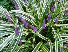 Image result for Liriope muscari Silvery Sunproof