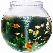 Image result for Round Fish Bowl