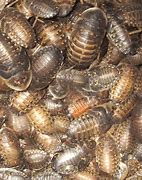 Image result for Dubia Roaches and Crickets Combo Pack