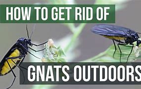 Image result for How to Get Rid of Gnats Fruit Flies