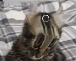 Image result for Cat Thinking Meme Loading