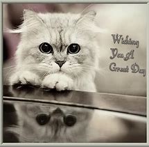Image result for Have a Good Day Cat Meme