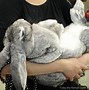 Image result for 40 Pound Rabbit