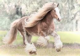 Image result for Beautiful Gypsy Vanner
