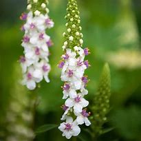 Image result for Verbascum chaixii Album