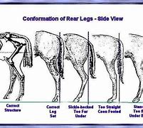 Image result for Horse Hind Leg Conformation