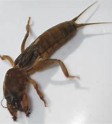 Image result for "northern-mole-cricket"