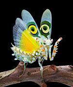 Image result for Good Looking Insects