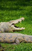 Image result for Croc World in Durban