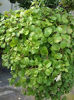 Image result for Plectranthus Swedish Ivy