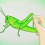 Image result for Cricket Insect Sketch