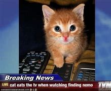 Image result for Breaking News Cat Memes
