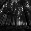Image result for Forest Screensavers iPhone