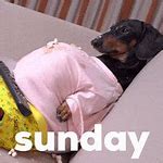 Image result for Sunday Dog Memes