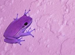 Image result for Emo Boy Frog