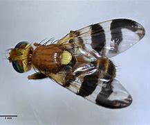 Image result for "walnut-husk-fly"